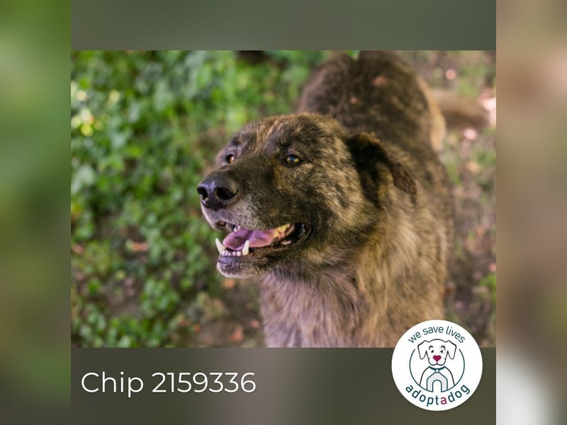 Chip 2159336 sucht ein Zuhause