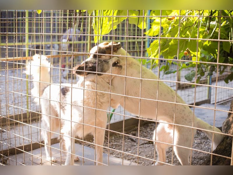 Marlon: Fröhlicher und verspielter Rüde