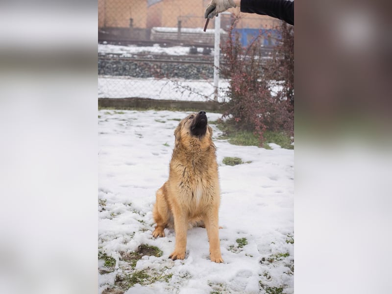 Joe: Fröhlicher, verspielter Riese