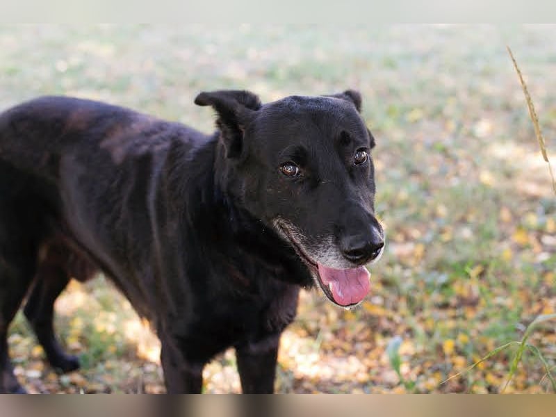 Mino: Stark, treu und voller Liebe