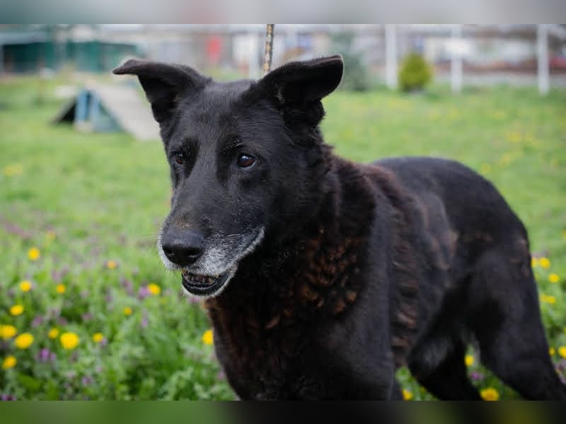 Mino: Stark, treu und voller Liebe