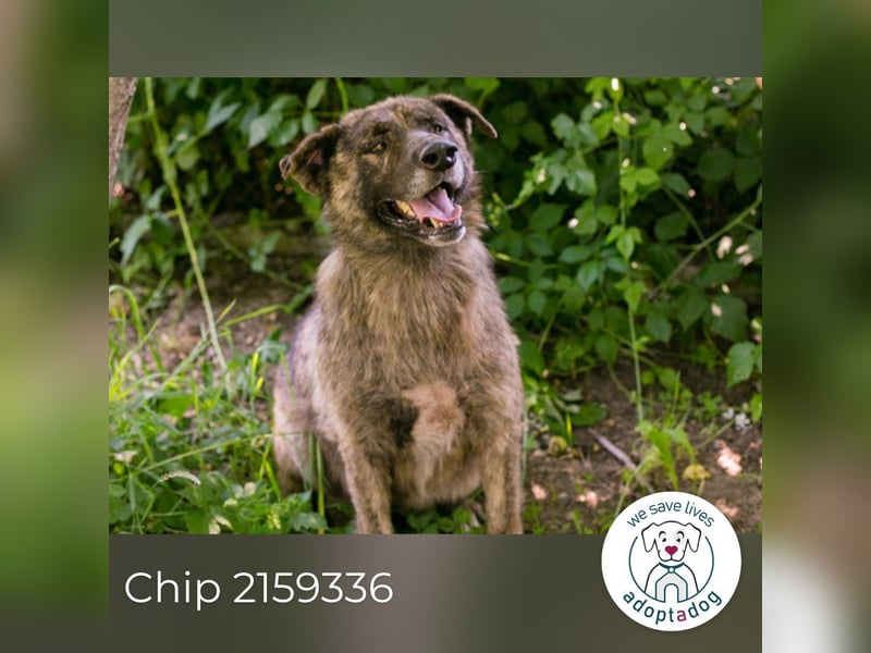 Chip 2159336 sucht ein Zuhause