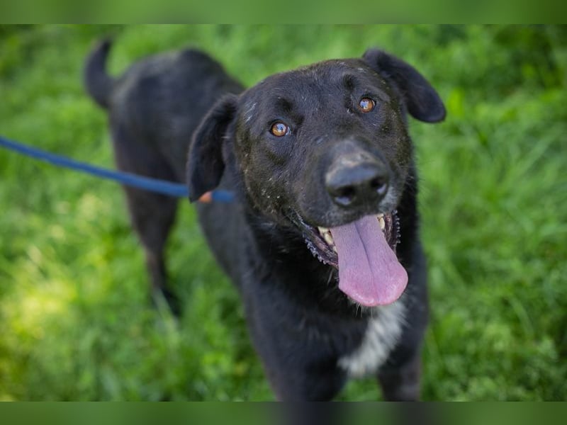 Comet sucht ein Zuhause