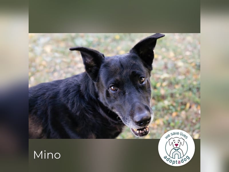 Mino – starker, treuer Rüde sucht liebevolles Zuhause
