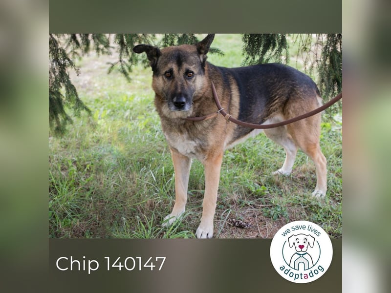 Chip 140147 sucht ein zu Hause