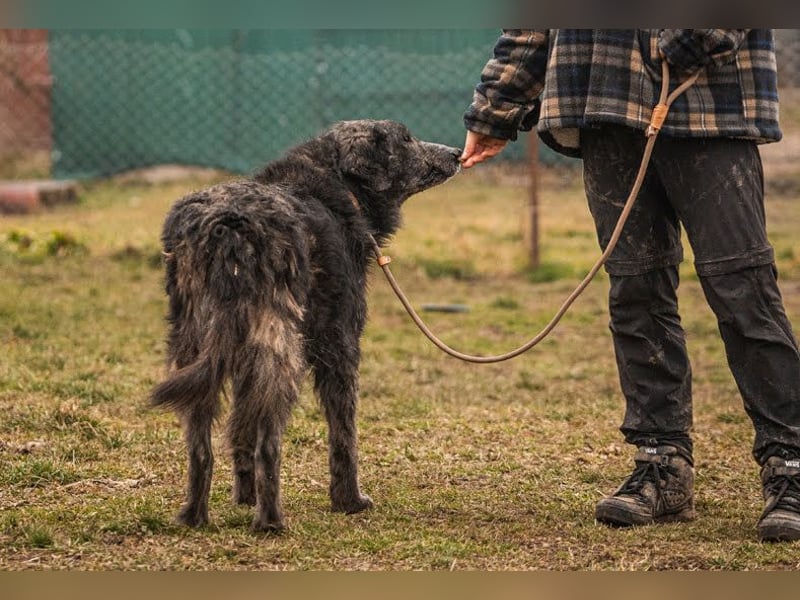 Orion: Schwanzwedelnd unterwegs
