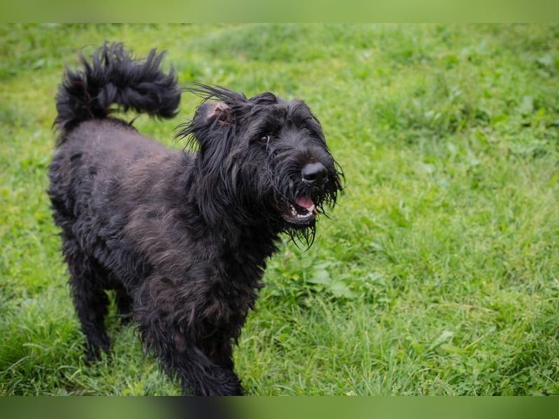 Nelson: Junghund sucht ein Zuhause