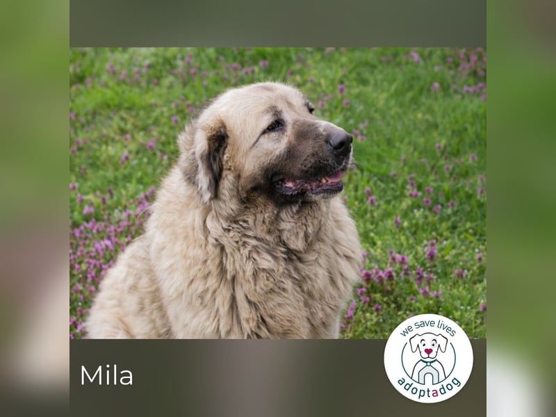 Mila sucht ein Zuhause