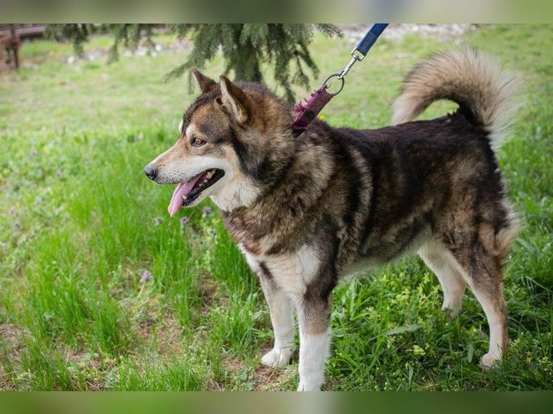 Ambro sucht ein Zuhause