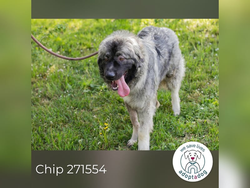 Chip 271554 sucht ein Zuhause