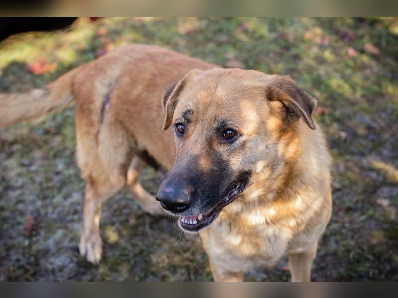 Koja: Ein Glücksbringer für dich