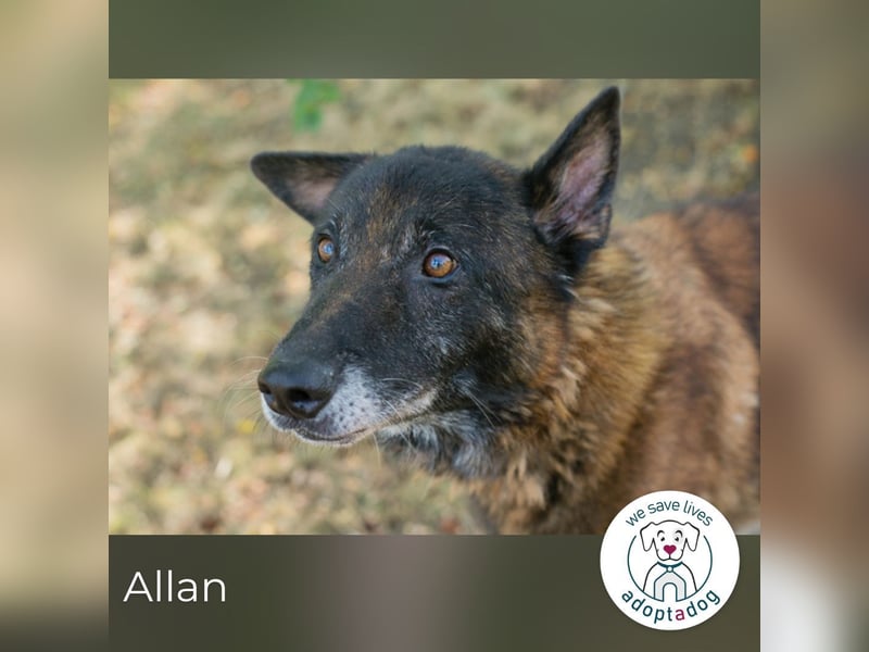 Allan sucht ein Zuhause