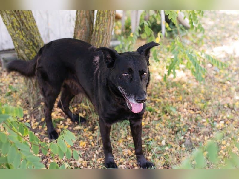 Mino: Stark, treu und voller Liebe