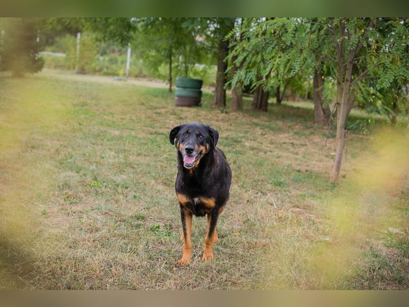 Chip 268343: sucht ein Zuhause