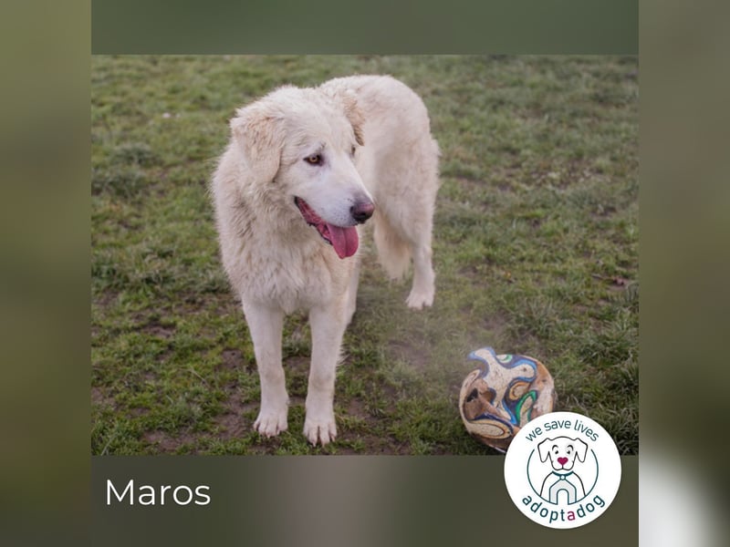 Maros: Fröhlicher Wirbelwind sucht Dich!