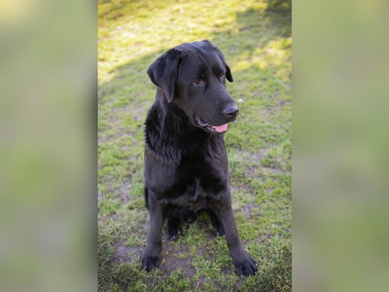 Knut sucht ein Zuhause