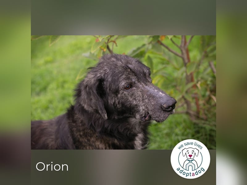 Orion: Schwanzwedelnd unterwegs