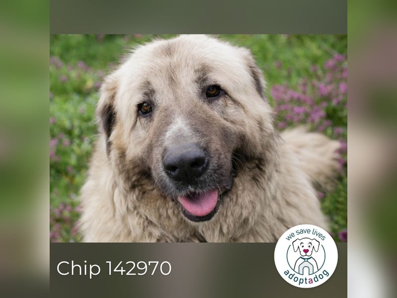 Chip 142970 sucht ein Zuhause