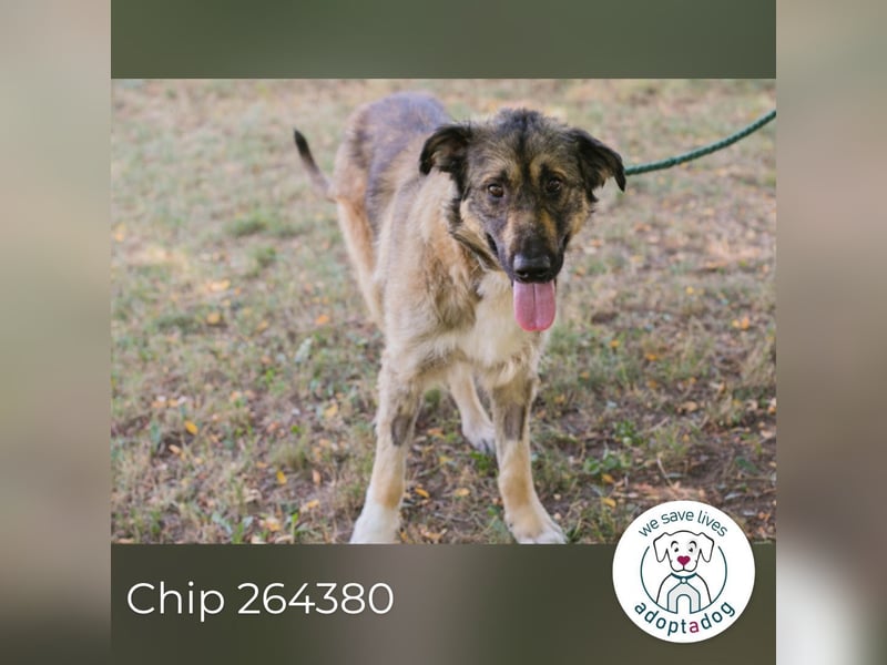 Chip 264380 sucht ein Zuhause