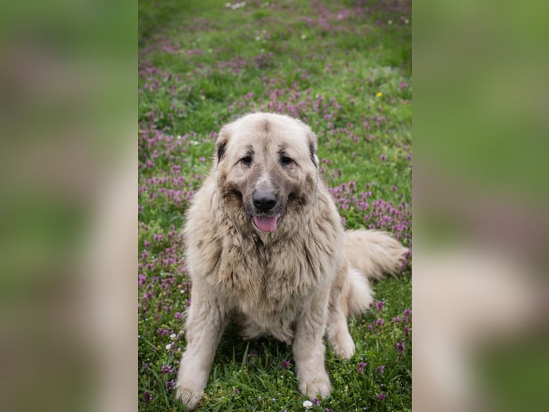 Chip 142970 sucht ein Zuhause