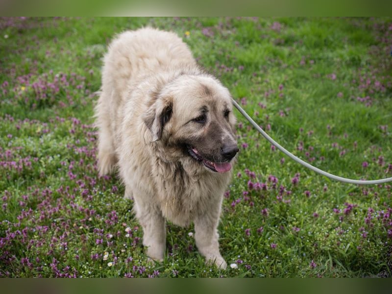 Chip 142970 sucht ein Zuhause