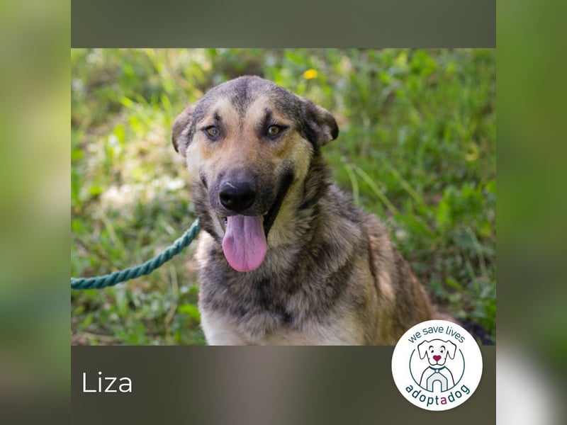 Liza sucht ein Zuhause