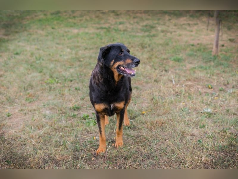 Chip 268343: sucht ein Zuhause