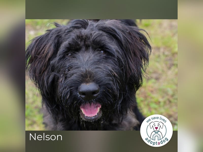 Nelson: Junghund sucht ein Zuhause