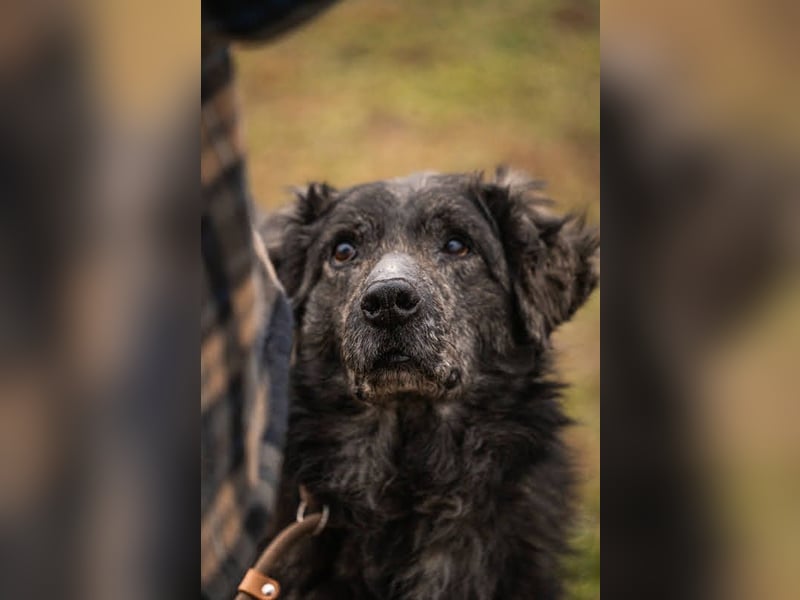 Orion: Schwanzwedelnd unterwegs