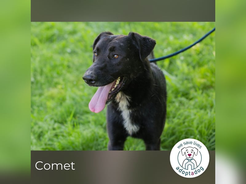 Comet sucht ein Zuhause