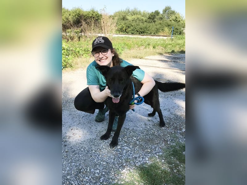 Mino – starker, treuer Rüde sucht liebevolles Zuhause