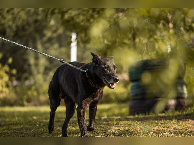 Mino: Stark, treu und voller Liebe