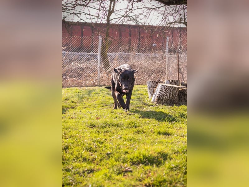 Knut sucht ein Zuhause