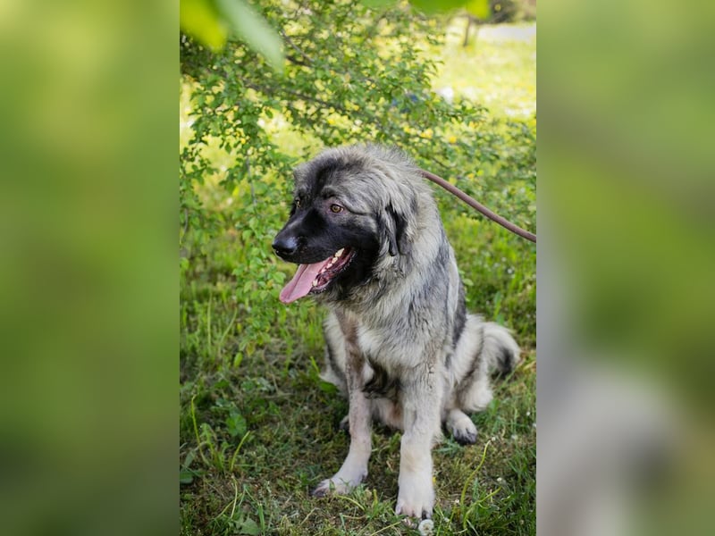 Chip 271554 sucht ein Zuhause