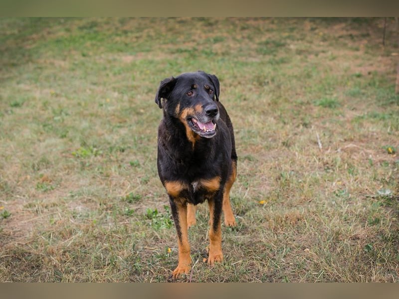 Chip 268343: sucht ein Zuhause