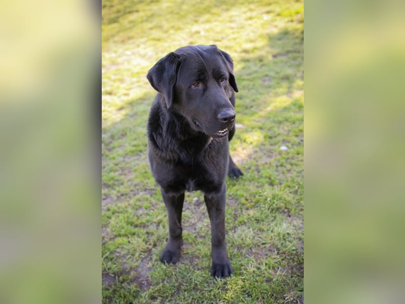 Knut sucht ein Zuhause