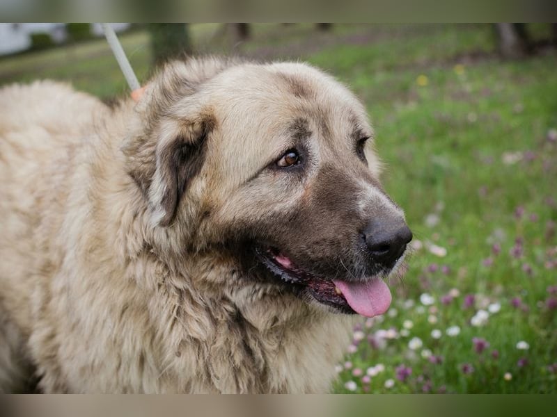 Chip 142970 sucht ein Zuhause