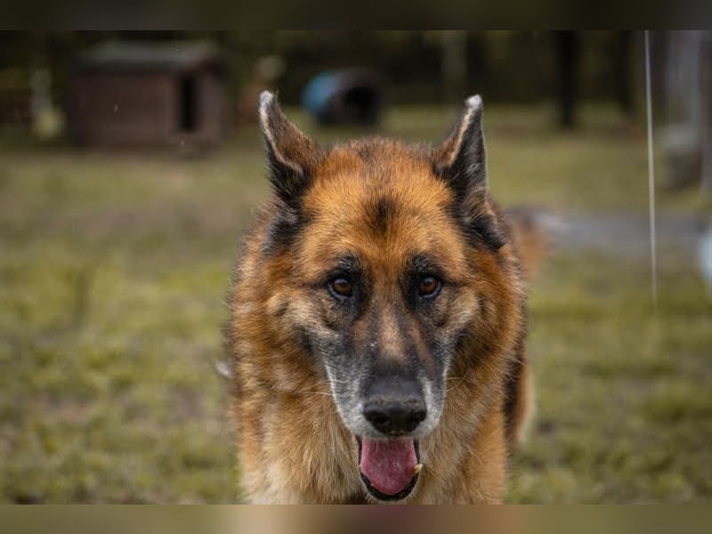 Loic: Dein Partner mit der grauen Schnauze