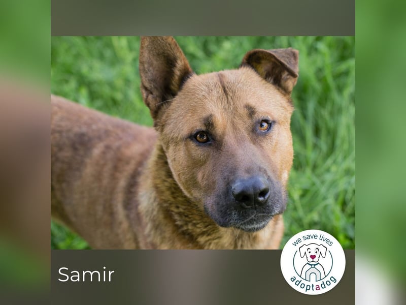 Samir sucht ein Zuhause