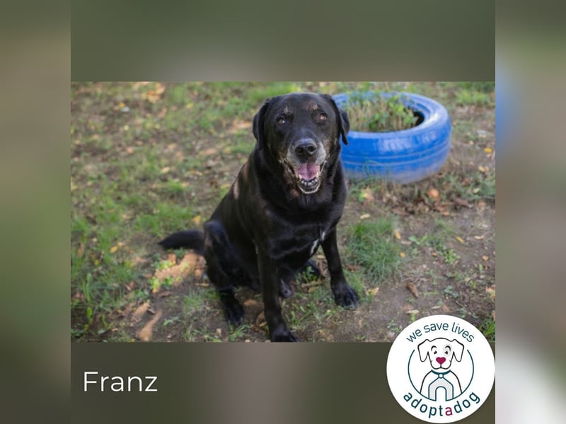 Franz 756004 sucht ein zu Hause
