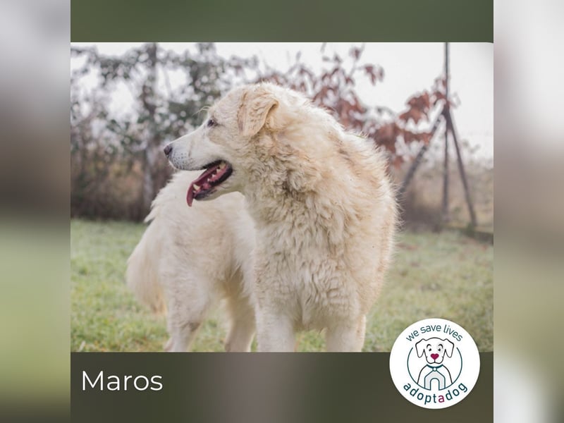 Maros: Fröhlicher Wirbelwind sucht Dich!