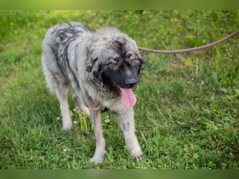 Chip 271554 sucht ein Zuhause