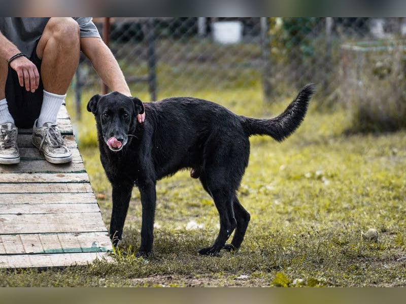Mino: Stark, treu und voller Liebe