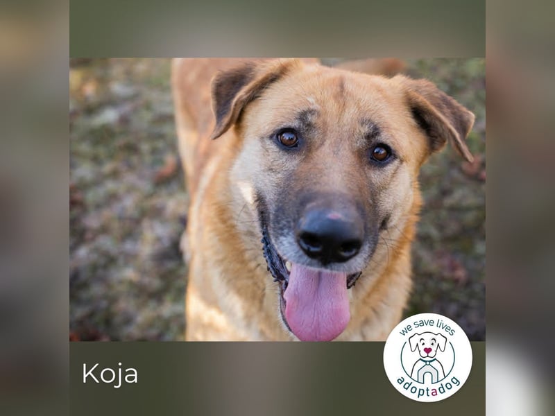 Koja 200008 sucht ein zu Hause