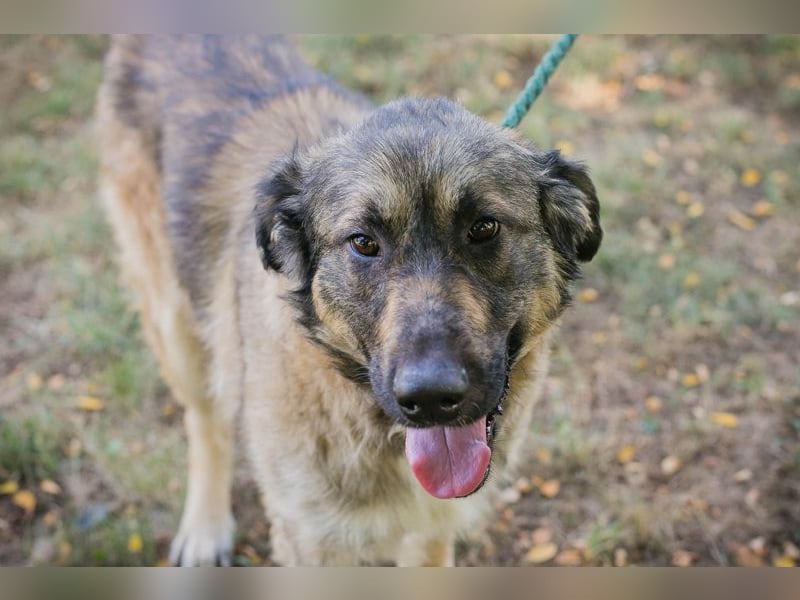 Chip 264380 sucht ein Zuhause