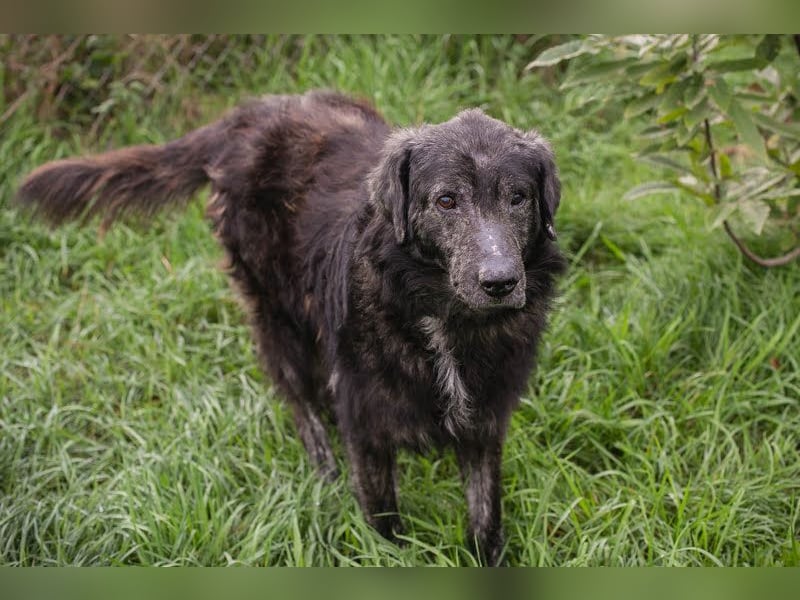 Orion: Schwanzwedelnd unterwegs