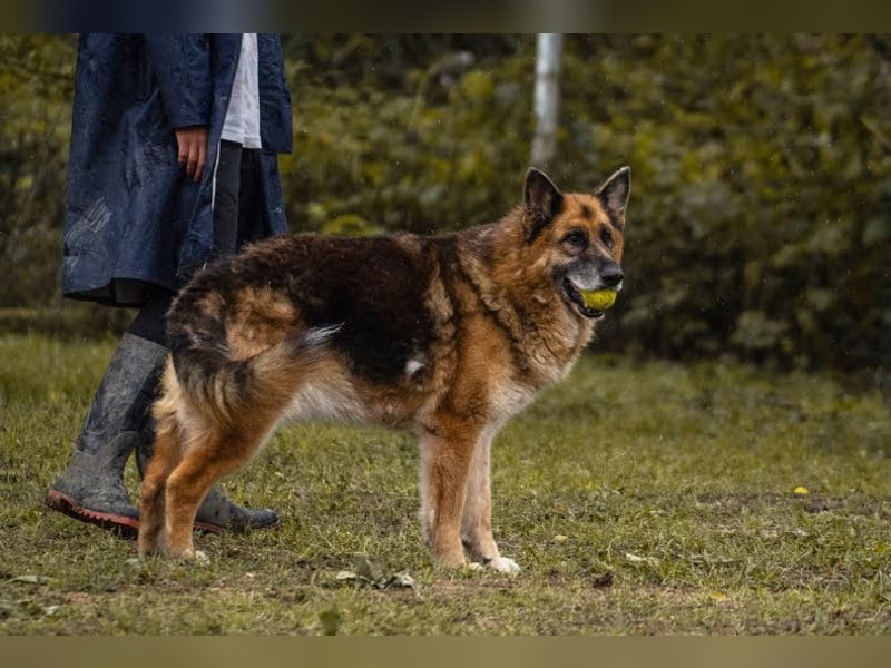 Loic: Dein Partner mit der grauen Schnauze