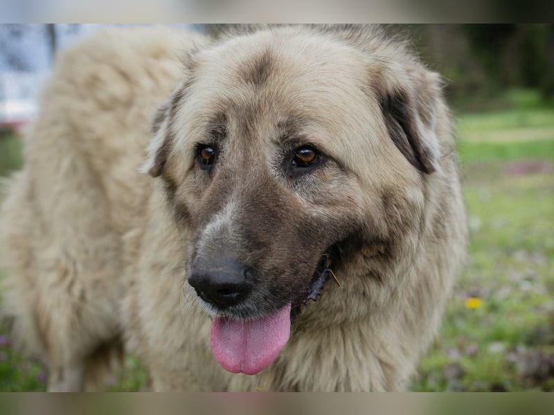 Chip 142970 sucht ein Zuhause