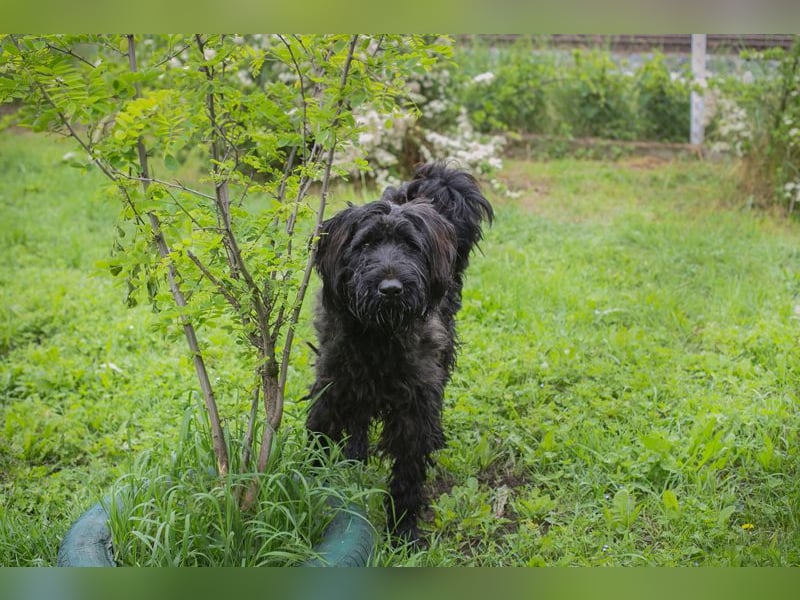 Nelson: Junghund sucht ein Zuhause