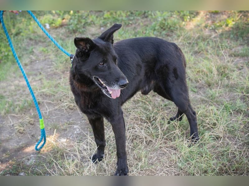 Mino: Stark, treu und voller Liebe